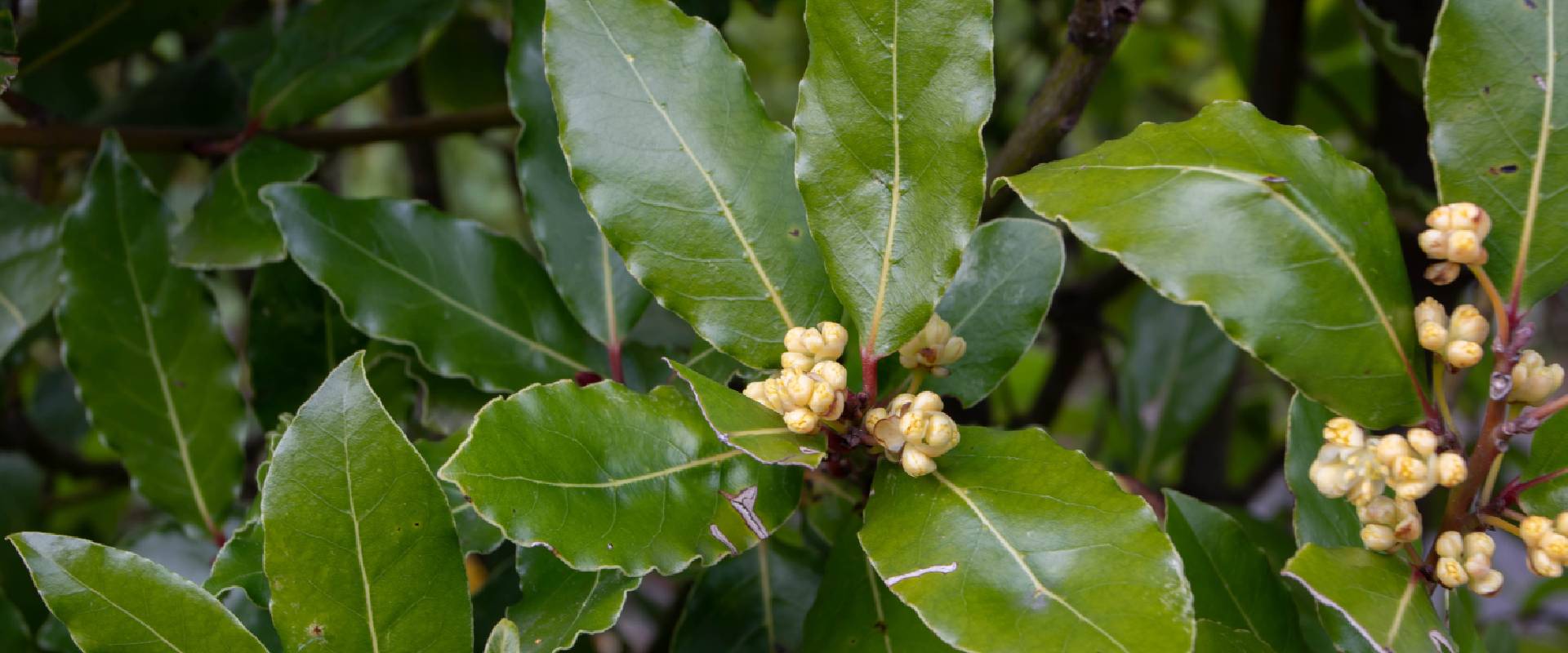 Are bay trees store poisonous to dogs